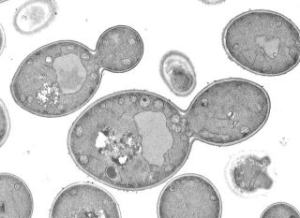 分子生命機能工学研究室